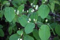 Honeysuckle (Lonicera) blooms in nature Royalty Free Stock Photo