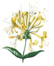 Honeysuckle Or Lonicera Flower. Antique Hand Drawn Wild Field Flowers Illustration. Vintage And Antique Flowers. Wild Flower Illus