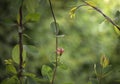 Red honeysuckle flower in green nature