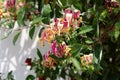 Honeysuckle or Lonicera hardy twining climber plant with bilaterally symmetrical white and light purple open blooming flowers