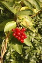 Honeysuckle, Lonicera periclymenum,