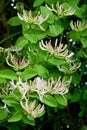 Honeysuckle - Lonicera periclymenum, Dunwich Heath, Suffolk, England, UK Royalty Free Stock Photo