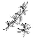 Honeysuckle Lonicera periclymenum , or woodbine, medicinal plant. Branch honeysuckle. Hand drawn sketch botanical vector