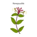 Honeysuckle Lonicera periclymenum , or woodbine, medicinal plant Royalty Free Stock Photo