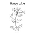 Honeysuckle Lonicera periclymenum , or woodbine, medicinal plant Royalty Free Stock Photo