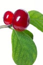 Honeysuckle (Lonicera xylosteum) wild berry fruits