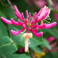 Honeysuckle Macro