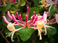 Honeysuckle Plant Royalty Free Stock Photo