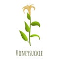 Honeysuckle plant icon, cartoon style