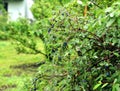 Honeysuckle shrub with ripe haskap berry