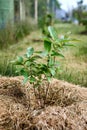 Honeysuckle small seedling with mulch in the trunk circle selective focus close up shot. Honeysuckles are arching shrubs Royalty Free Stock Photo