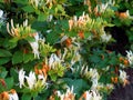 Honeysuckle vine in bloom in spring - closeup of white and orange blooms among the green leaves