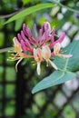 Honeysuckles (Lonicera Caprifolium) Royalty Free Stock Photo