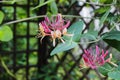 Honeysuckles (Lonicera Caprifolium)