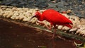 Hong Kong aviary