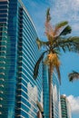 Modern Buildings with Palm Trees in Hong Kong Royalty Free Stock Photo