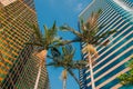 Modern Buildings with Palm Trees in Hong Kong Royalty Free Stock Photo