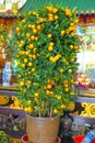 HONG KONG, CHINA - JANUARY 26, 2017: Beautifull and small tree of mandarins at the enter of Tsz wan temple, in Hong Kong