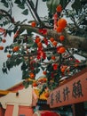 Closeup of a decorative tree with tangerines in the streets of hong kong,in China