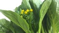 Hong Kong choy sum with flower