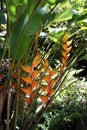 A Hong Kong Claw, Heliconia Bihai, with Orange and Green Bracts