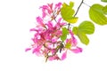 Hong Kong Orchid Tree Royalty Free Stock Photo