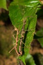 Hong Kong spiny stick insect mating on leaf