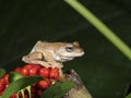 Hong Kong Whipping Frog ,Polypedates megacephalus