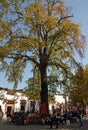 Hongcun Ancient Town in Anhui Province, China. People in the shade of a gingko or maidenhair tree