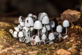 Hongos Silvestres - Mushrooms - fungus