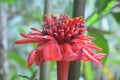 The honje flower is blooming with a blackish red color Royalty Free Stock Photo