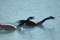 Honking Canada Geese