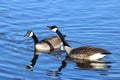 Honking Canada Geese Royalty Free Stock Photo