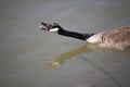 Honking Canada Goose