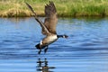 Honking Canadian Goose in flight with stuck out tongue Royalty Free Stock Photo