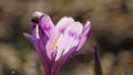 Honney bee on crocus flower in spring in wildlife at sunlight