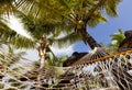 Honneymoon on tropical beach with palm leaf thatch roofing umbrellas and palm trees in the background