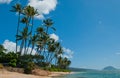Honolulu beach tree Royalty Free Stock Photo