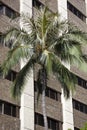 Honolulu Palm Tree Royalty Free Stock Photo