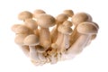 Honshimeji (Beech) Mushrooms Royalty Free Stock Photo