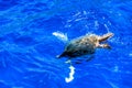 Honu Diving in the Pacific