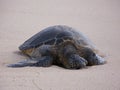 Honu Sunning on the Beach Royalty Free Stock Photo