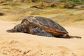 Honu & x28;Turtle& x29; on the beach 1
