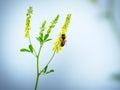 Hony bee flies around the flowers Royalty Free Stock Photo