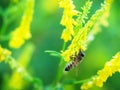 Hony bee flies around the flowers Royalty Free Stock Photo