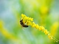 Hony bee flies around the flowers Royalty Free Stock Photo