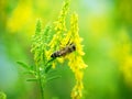 Hony bee flies around the flowers Royalty Free Stock Photo