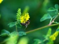 Hony bee flies around the flowers Royalty Free Stock Photo