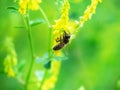 Hony bee flies around the flowers Royalty Free Stock Photo