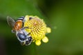 Hony bee and flowers Royalty Free Stock Photo